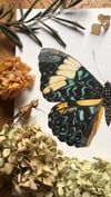 Turquoise cracker