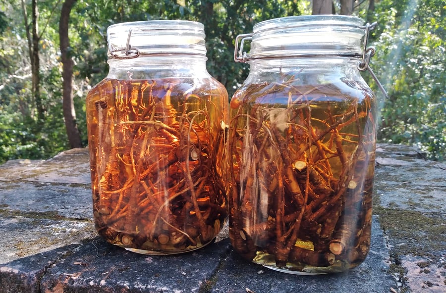 Image of GINSENG spagyric tincture - alchemically enhanced plant extraction