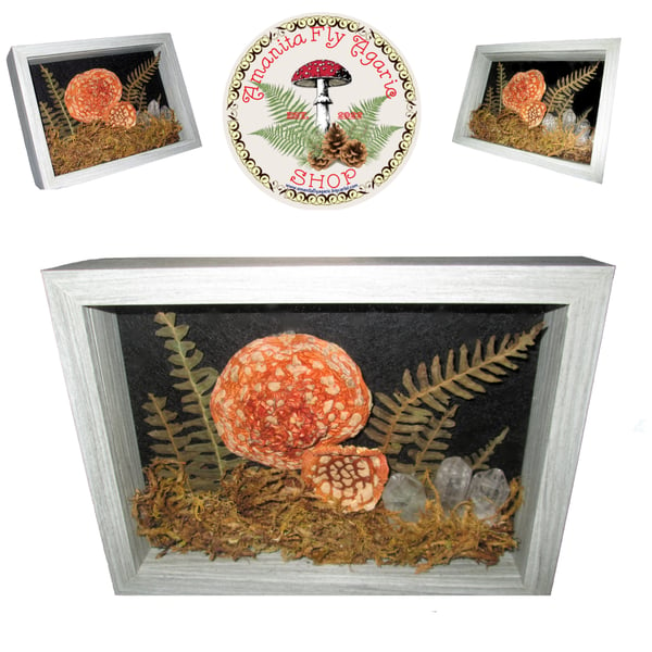 Image of 🍄 Amanita Shadowbox Art 5"X7" Inches - Cottagecore - Natural Mushroom, Fern, Moss, Crystals