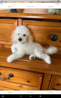 Image 3 of Custom small 9"poodle