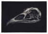 Pheasant Skull Sketch