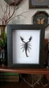 Framed Scorpion  Image 3