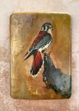 Image of Kestrel