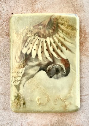 Image of Owl