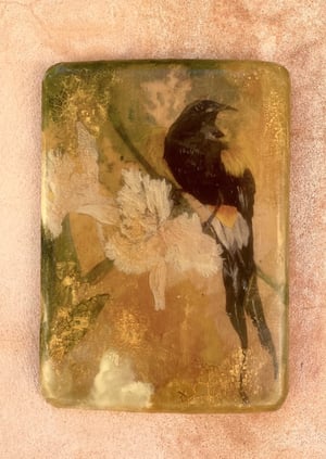 Image of Honeyeater