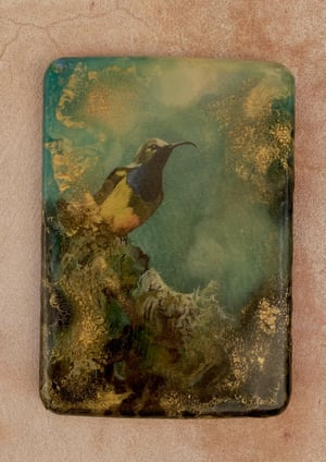 Image of Sunbird