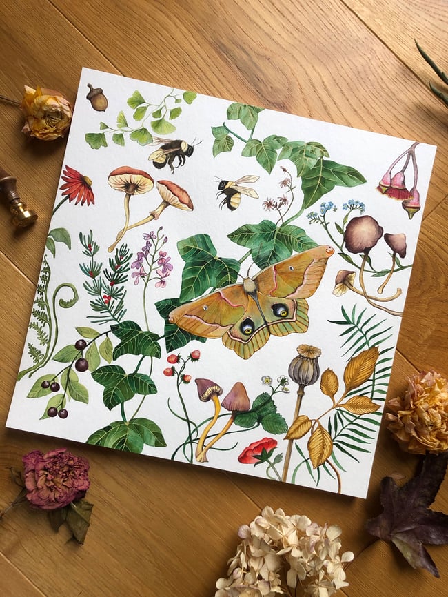 Polyphemus Moth and strawberries