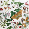 Polyphemus Moth and strawberries