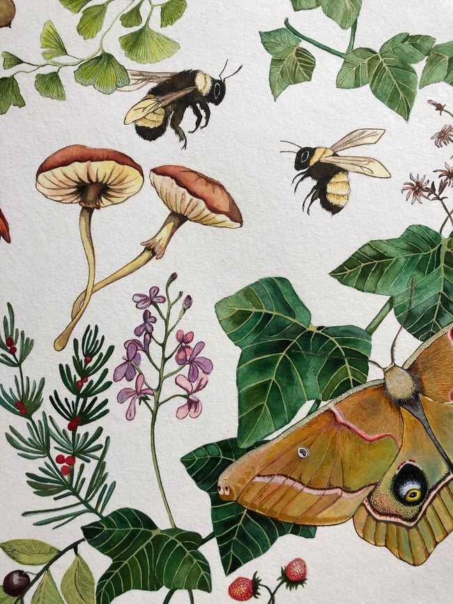 Polyphemus Moth and strawberries