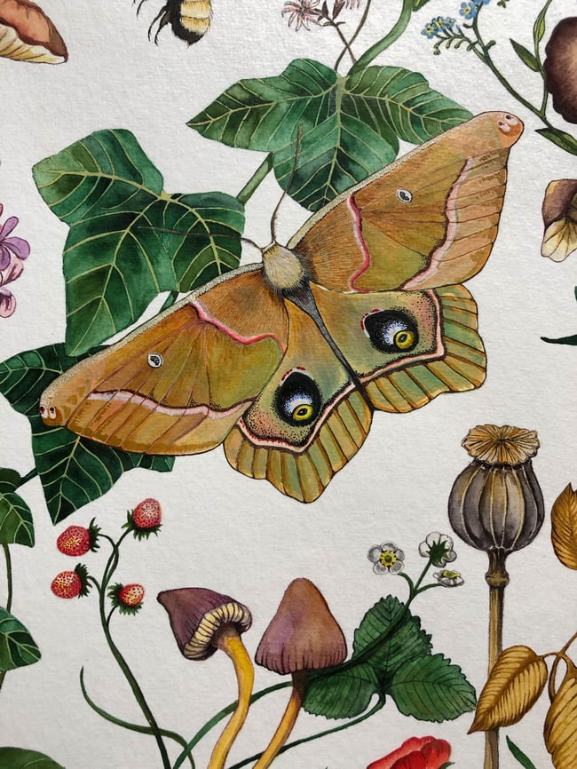 Polyphemus Moth and strawberries