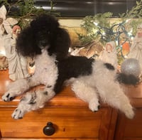 Image 4 of 15" Black/white parti poodle