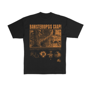 Banisteriopsis caapi - Clay