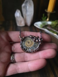 Image 1 of Ammonite #1