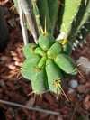 Echinopsis cuttings