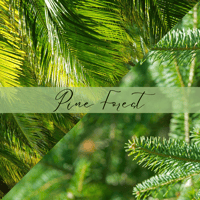 Image 2 of Pine Forest