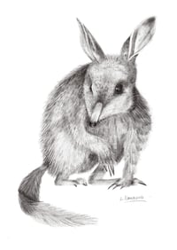 Image 1 of 'Colleen' the Bilby Fine Art Print