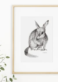 Image 2 of 'Colleen' the Bilby Fine Art Print