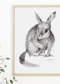 Image 3 of 'Colleen' the Bilby Fine Art Print