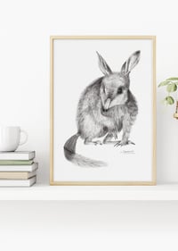 Image 4 of 'Colleen' the Bilby Fine Art Print