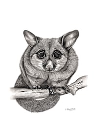 Image 1 of 'Linda' the Brushtail Possum Fine Art Print