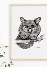 Image 3 of 'Linda' the Brushtail Possum Fine Art Print