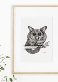 Image 2 of 'Linda' the Brushtail Possum Fine Art Print