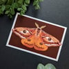 Emperor Moth Print