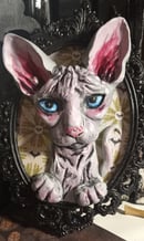 Image 1 of Grumpy Sphynx cat