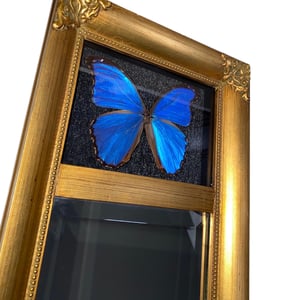 Image of Blue Morpho Mirror
