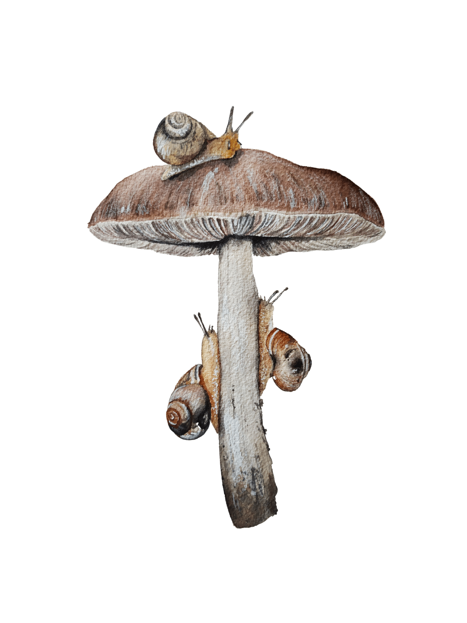 Image of Snail and Mushroom Watercolor PRINT