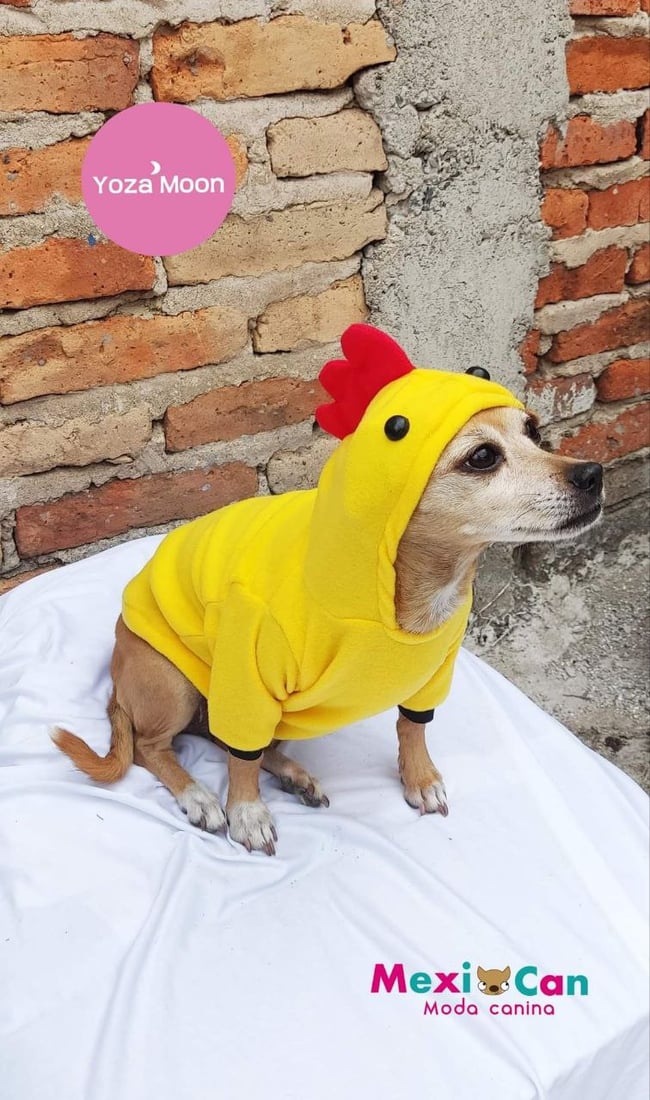 Hoodie "Chicken Cool"