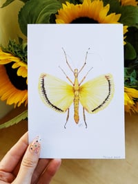 Image 5 of Stick Insect Watercolor Illustration PRINT