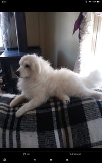 Image 1 of 9"Small Great Pyrenees-