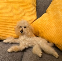 Image 2 of 12” Apricot Poodle
