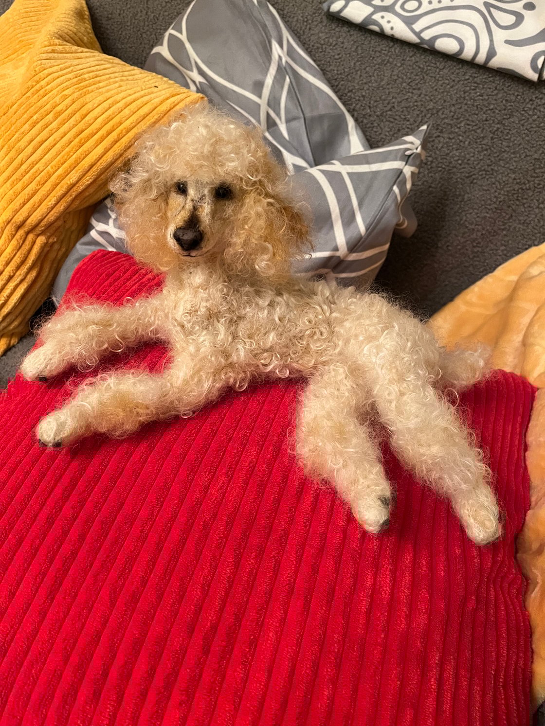 Image of 12” Apricot Poodle