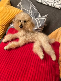 Image 3 of 12” Apricot Poodle
