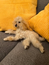 Image 4 of 12” Apricot Poodle