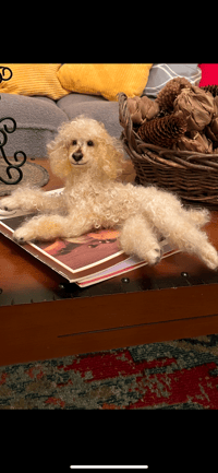 Image 5 of 12” Apricot Poodle