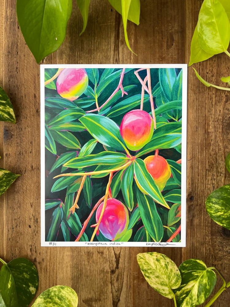 Image of “Mangifera indica” Print