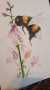 Bee with pink flowers watercolour A4