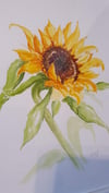 Sunflower watercolour A4 Framed