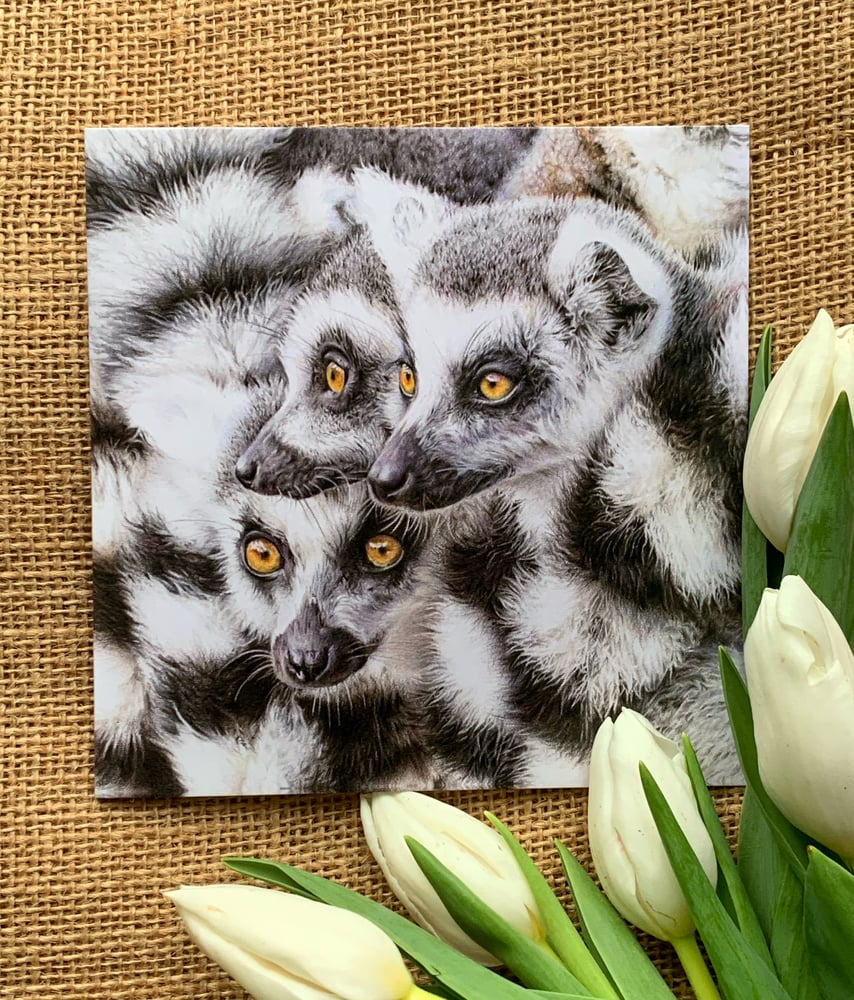 Image of Ring-tailed Lemurs Greetings Card