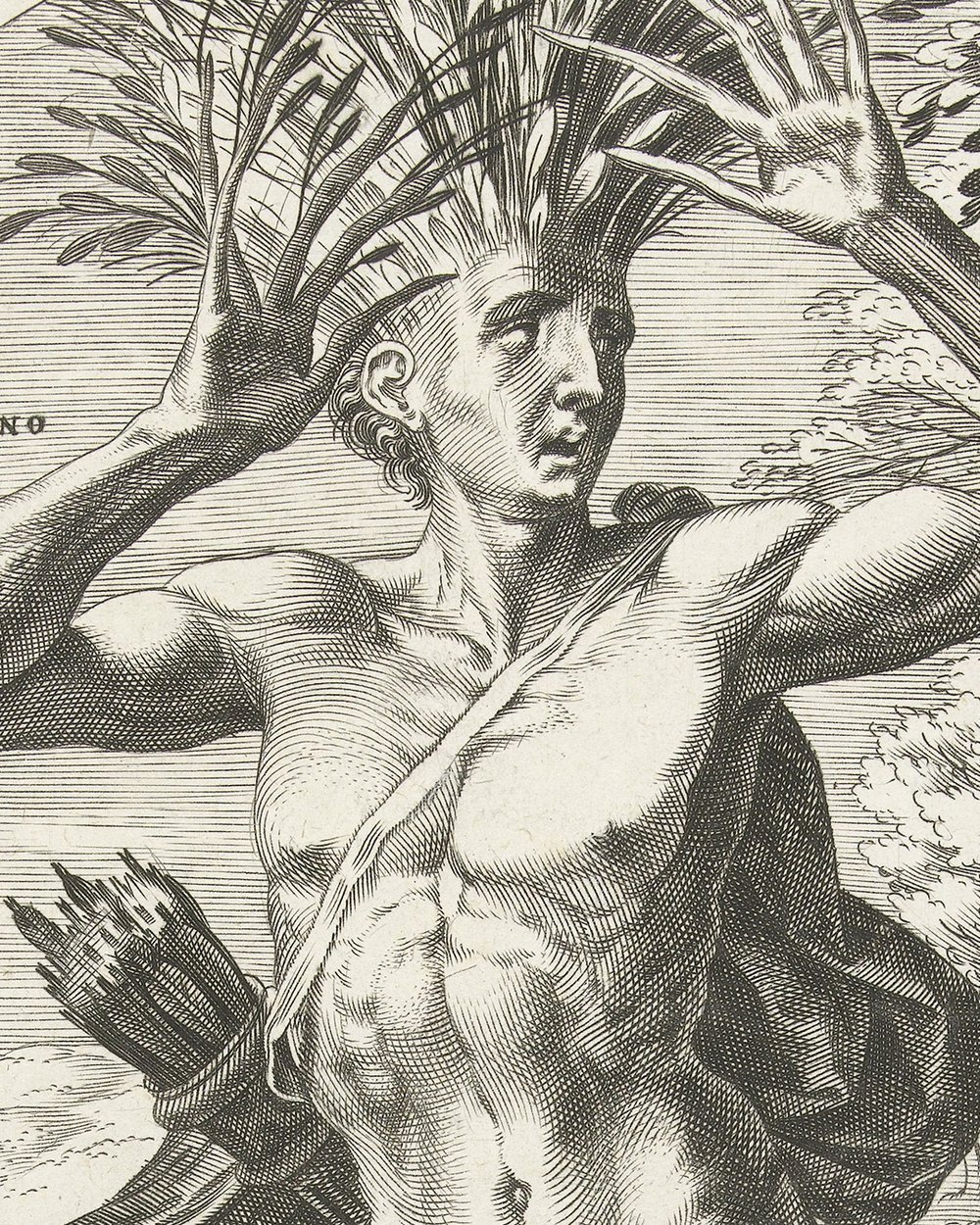 ''Cyparissus''  (1565)