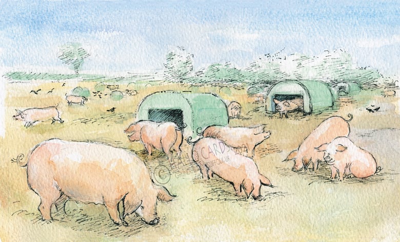 Image of Blythe Pigs - Woodbridge - Suffolk - HL175