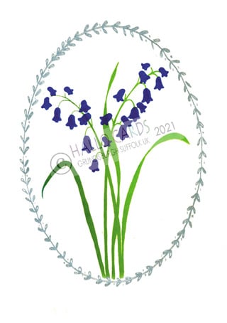 Image of Bluebells - HL027