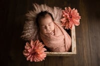 Image 5 of Petite Newborn Session | $475 Plus Tax