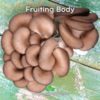 Image 2 of Pearl Oyster (Pleurotus Ostreatus) Live Mycelium Mushroom Culture Spawn Seed