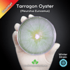 Tarragon Oyster (Pleurotus Eunosmus) Live Mycelium Mushroom Culture Spawn Seed