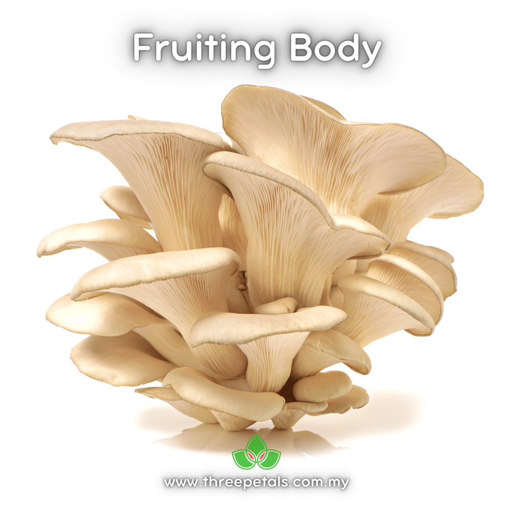 Tarragon Oyster (Pleurotus Eunosmus) Live Mycelium Mushroom Culture Spawn Seed