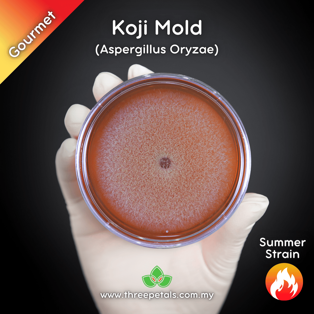 Koji Mold (Aspergillus Oryzae) Live Mycelium Mushroom Culture Spawn Seed